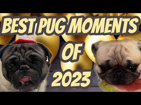 Top 5 Pug Dog TikTok’s/ Shorts of 2023!
