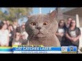 The Cat Who Caught the Laser