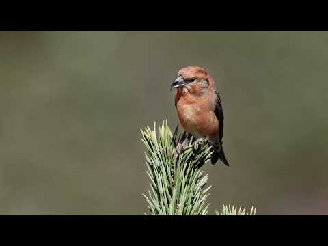 The sound of the Red/Common Crossbill - Bird Sounds | 10 Hours