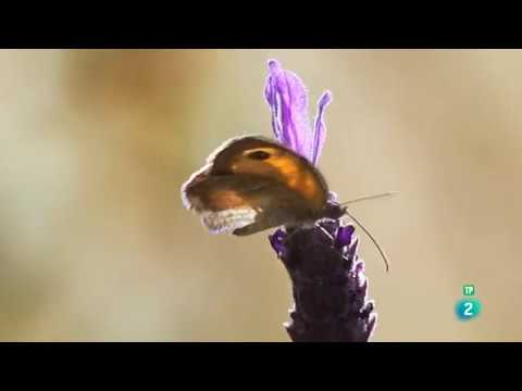 Iberia salvaje: Primavera | Grandes Documentales