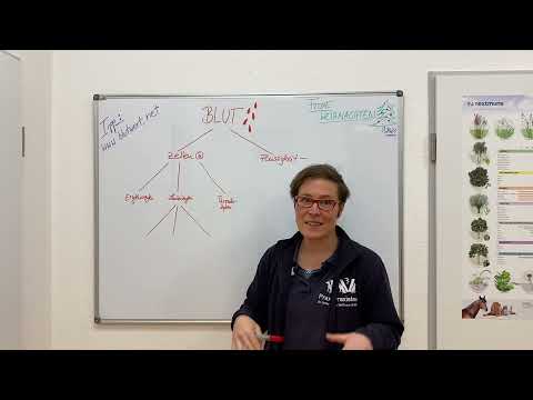 Zusammensetzung von Blut - Teil 1