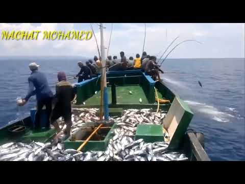 #the Amazing Fastest Giant Bluefin Tuna and Black Marlin Fishing Skill - Amazing big ...