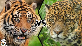 TIGER VS JAGUAR - Who is The Real King of The Jung