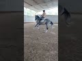 Jeune et prometteur Sputnik cherche vieux cavalier(e)