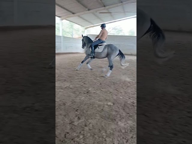 Jeune et prometteur Sputnik cherche vieux cavalier(e)