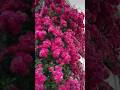 Super Climbing Rose Plant Beautiful Rose Flowers Garden 7 4