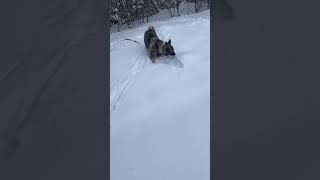 Norwegian Elkhound Puppies Videos