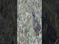 Wait For It! American Bittern SLOW Neck Stretch Imitates Reeds to Camouflage Itself #bittern #birds
