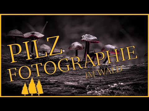 Lohnt es sich Pilze im Wald fotografieren? Auf jeden Fall! | Marco Taffelt #Pilzfotographie #lumixs5