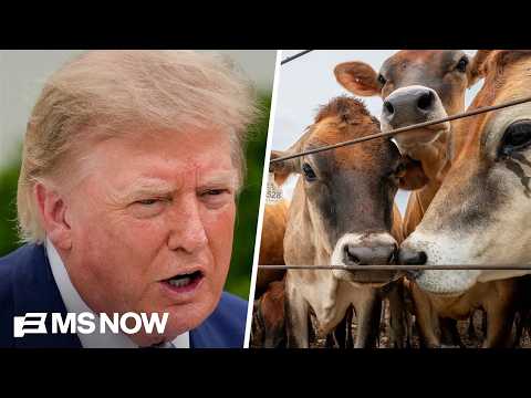 'Punches American farmers in the face': Farmer RIPS Trump's beef plan