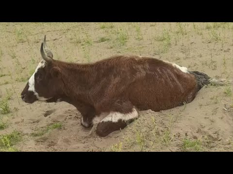 She Was Dying in the Desert Mud… Until Travelers Saved Her.