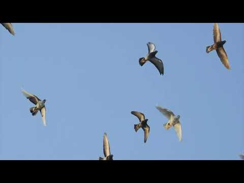 Cosimo Oppedisano - L'alba del mattino