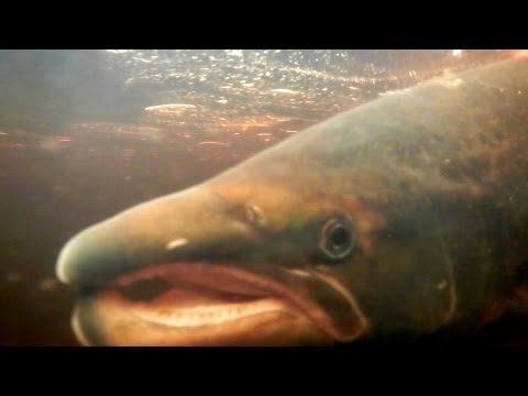 Royal salmon fishing on the Thurso, Scotland Royal salmon fishing on the Thurso, Scotland