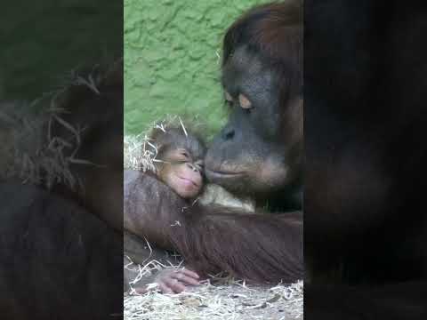 Heartwarming Video Of Mother Orangutan Kissing Baby