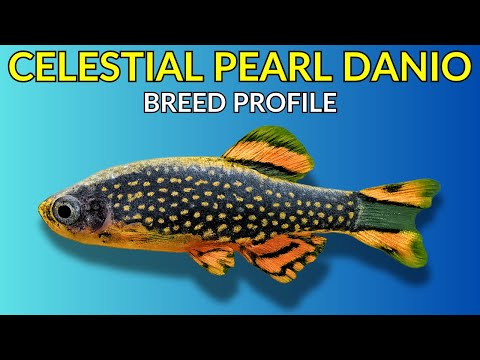Celestial Pearl Danio Care Guide | Tank Setup  Feeding  Breeding & Lifespan