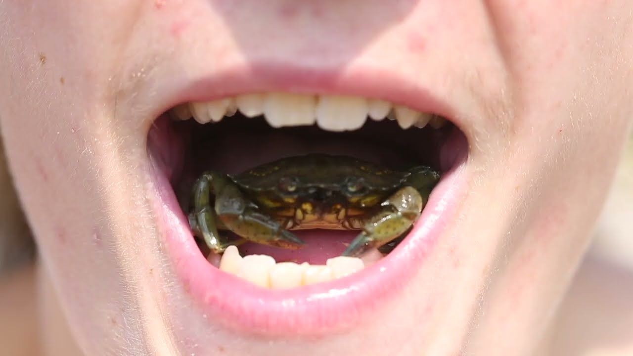 Strandkrabben - en af øhavets mest nyttige skraldemænd