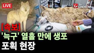 [속보] 대전 오월드 탈출 '늑구' 9일 만에 집으로···건강상태 양호 [무조건 간다 LIVE]