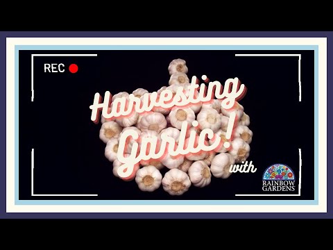 Harvesting Garlic Bulbs Final