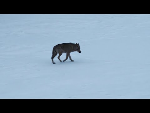 Marche Avec Les Loups (2020) Trailer