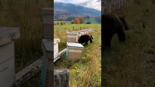 Bear Attacks Beehives... Instantly Regrets It 😱🐻🍯 | Caught on Camera!