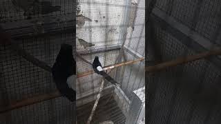 Download lagu Pancingan murai batu ngrayu biar cepat kawin mp3