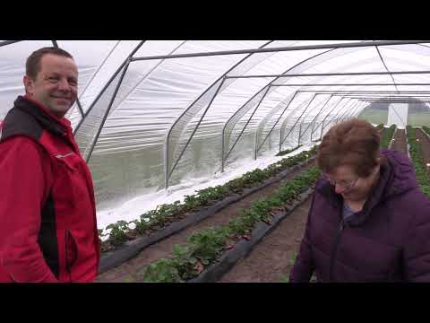 Aardbeienkwekerij van Noordenburg Stevensbeek