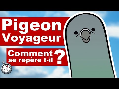 PIGEON VOYAGEUR : Comment se repére t-il ?