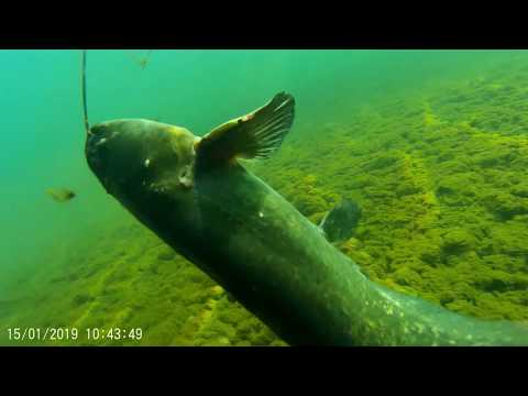 2019 01 15 Rosalnice