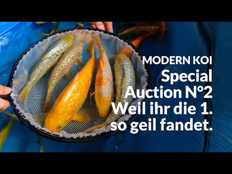All Koi from Special Auction No. 2 explained in detail | Konishi Koi News
