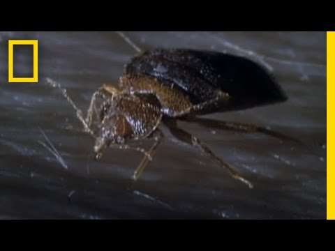 Bedbugs! | National Geographic