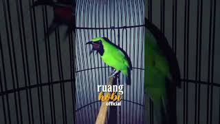 Download lagu cucak ijo isian Tengkek Buto | cak ijo isian Tengkek | ijo isian kuntilanak | ijo platuk sampit mp3