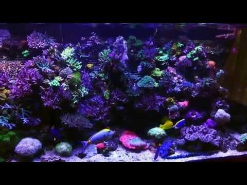 full tour of stunning large SPS reef tank