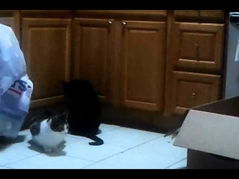 Stalin knows where his food is at