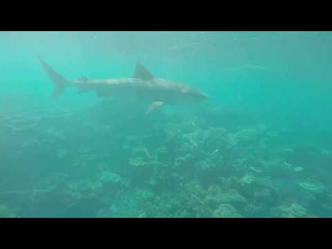 Tiger Shark Encounter in Coral Bay