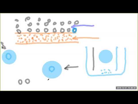 2018 12 21 PM Public Teaching in Bengali - বাংলায় পাবলিক শিক্ষা