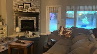 Video preview image #1 Basset Hound Puppy For Sale in Petaluma, CA, USA