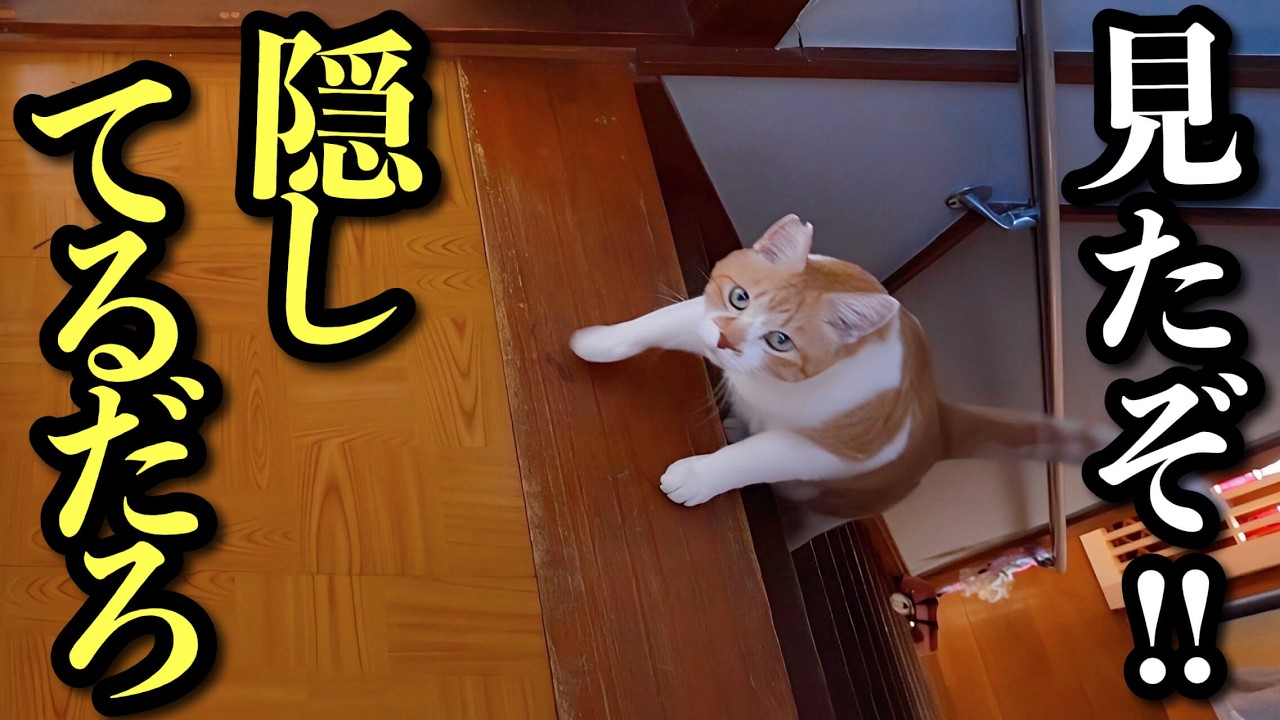 Resident Cat Notices the Rescued Kitten Upstairs | Merry Christmas