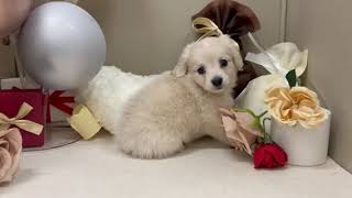 ハーフ犬の動画01