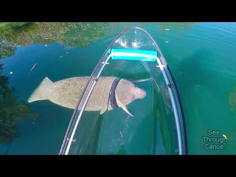 Clear Kayaking in the Crystal Clear Water With Manatees
