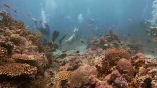 preview picture of video 'Southern Leyte - Savedra Dive Safari'