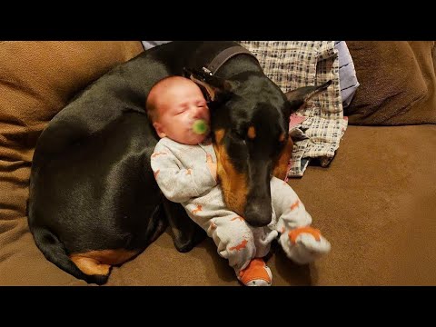 Dobermans Protecting Babies Like Their Little Ones!♥️