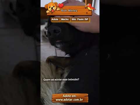 Vídeo de Bob Marley