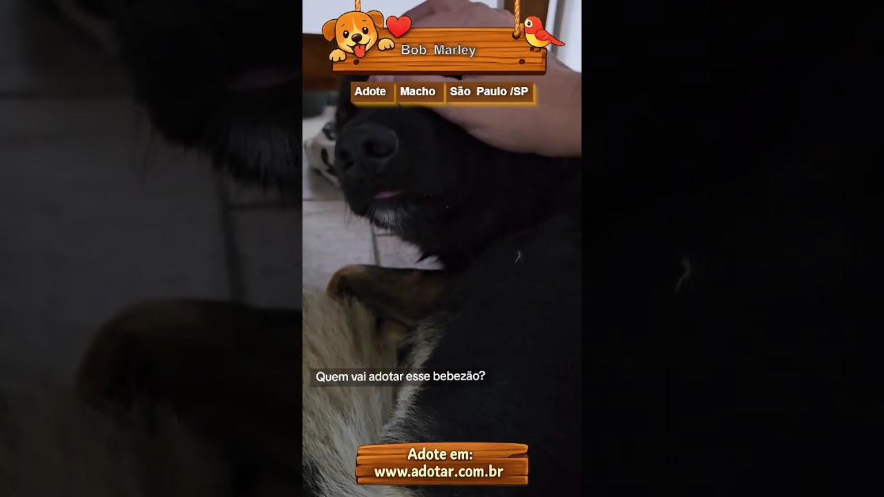 Cachorro raça SRD-ViraLata idade 2 anos nome Bob Marley