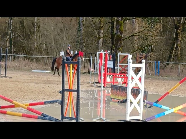 Hengst Franse rijpony PFS Te koop 2021 Donker bruin / bai ,  ALGATOR