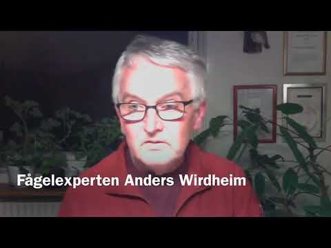 Frågor och svar om en fågelvänlig trädgård