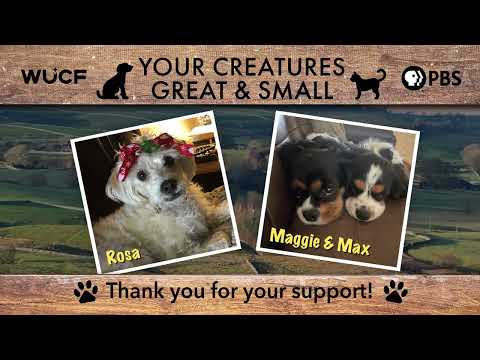 Your Creatures Great & Small January 18 - YouTube