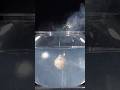 Firework vs Putty!