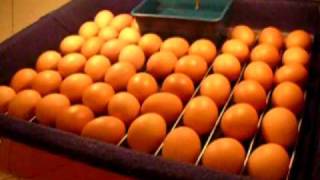 Automatic Forced-Air Incubator