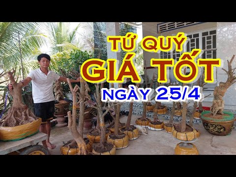 ANH TÚ 📲 O392O51739  PHÔI TỨ QUÝ, MAI VÀNG GIÁ RẺ - NGÀY 25/4 "MAI VÀNG NAM BỘ"