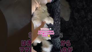 赤ちゃんの時から変わらずママに撫でられるのが大好きなななちゃんです